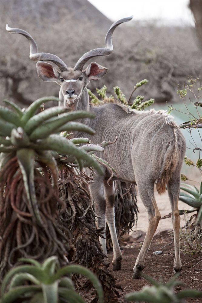 שלושלואי Zululand Safari Lodge מראה חיצוני תמונה